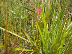 Leucadendron conicum