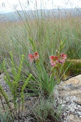Gladiolus rehmannii