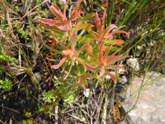 Leucadendron conicum