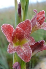 Gladiolus rehmannii