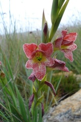 Gladiolus rehmannii