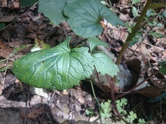 Packera coahuilensis