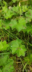 Alchemilla