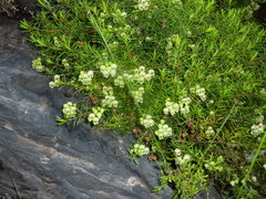 Erica ixanthera