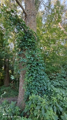Parthenocissus inserta