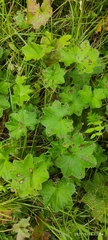 Alchemilla