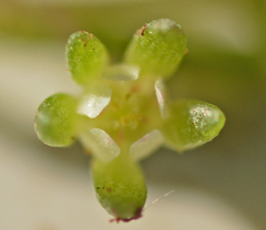 Zygophyllaceae
