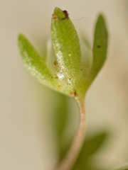 Zygophyllaceae