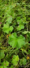 Alchemilla