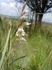 Gladiolus permeabilis edulis