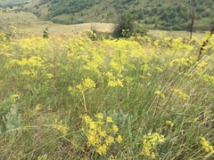 Peucedanum ruthenicum