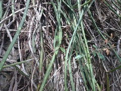 Selenicereus spinulosus