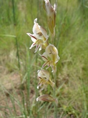 Gladiolus permeabilis edulis