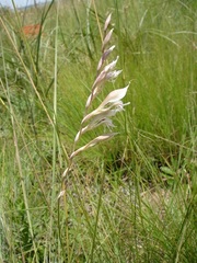 Gladiolus permeabilis edulis
