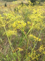 Peucedanum ruthenicum