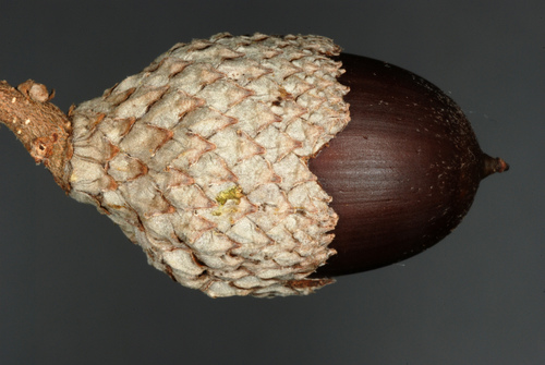 Quercus × comptoniae, photograph 3