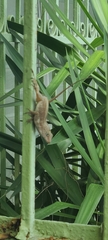 Anolis cristatellus