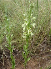 Habenaria epipactidea