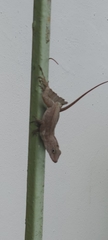 Anolis cristatellus