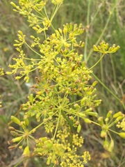 Peucedanum ruthenicum