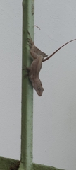 Anolis cristatellus