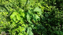 Heracleum sosnowskyi
