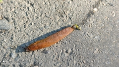 Arion vulgaris