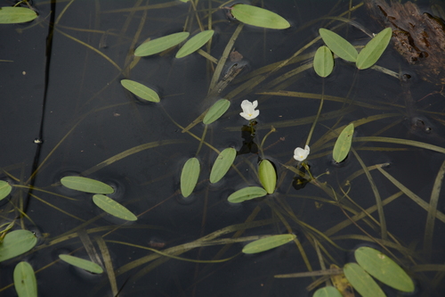 Image of Sagittaria filiformis by (c) Siddarth Machado, some rights reserved (CC BY)