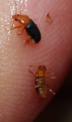 Chirodica