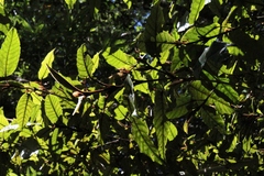 Trichocladus crinitus