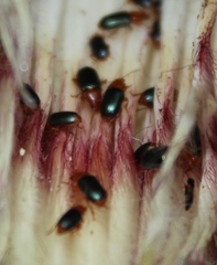 Chirodica