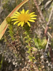 Cullumia setosa