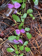 Galactia microphylla