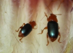 Chirodica