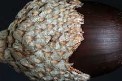 Quercus × comptoniae