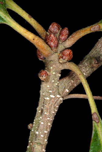 Quercus × comptoniae, photograph 1