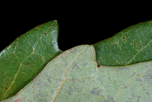 Quercus × comptoniae, photograph 4