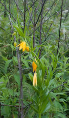 Gloriosa modesta