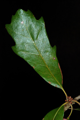 Quercus × comptoniae, photograph 2