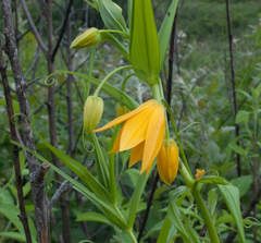 Gloriosa modesta