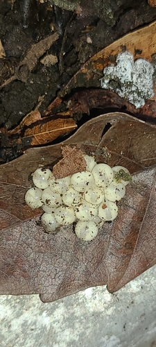 Common Coqui, Eleutherodactylus coqui