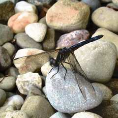 Pachydiplax longipennis