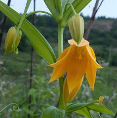 Gloriosa modesta