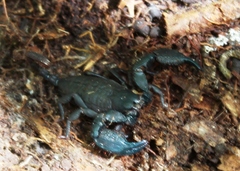 Opisthacanthus capensis