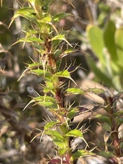 Cullumia setosa