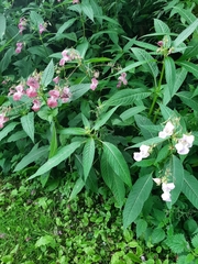 Impatiens glandulifera