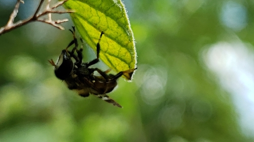 Woolly Bromeliad Fly photo 2