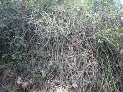 Selenicereus spinulosus