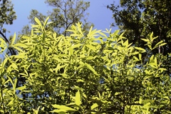 Platylophus trifoliatus