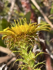 Cullumia setosa